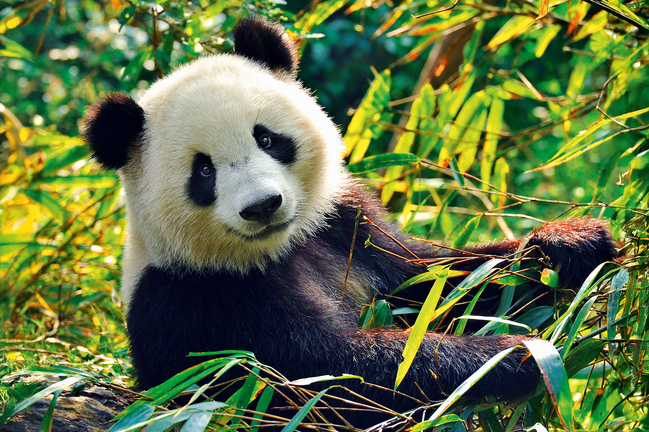 Snoeleopard Fokusdjur 2025