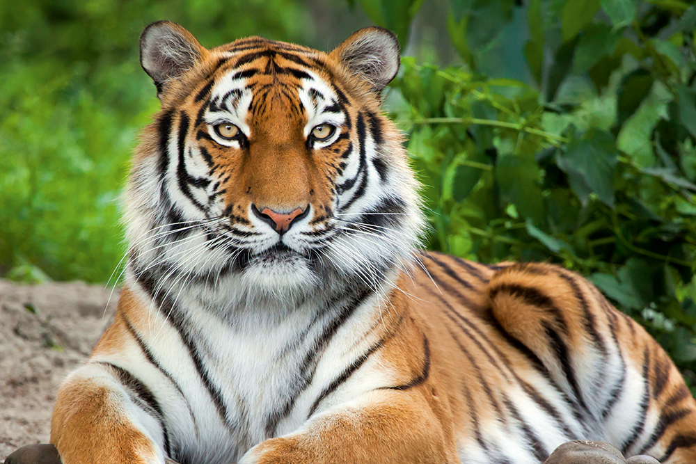 Omslags Tiger 2026